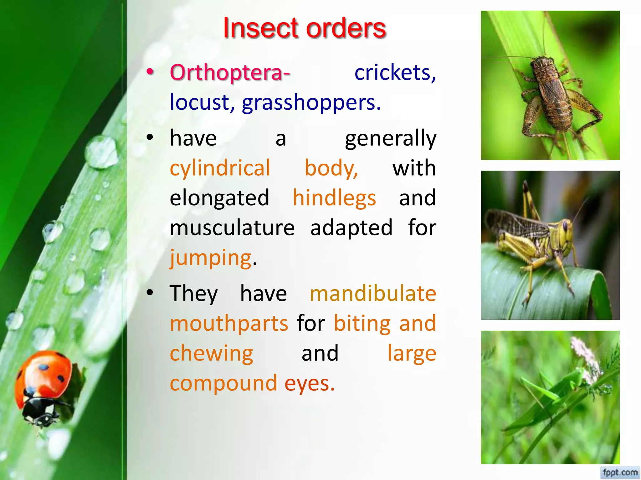 Fundamental of entomology Dr.Sunil Prajapati | PPTX