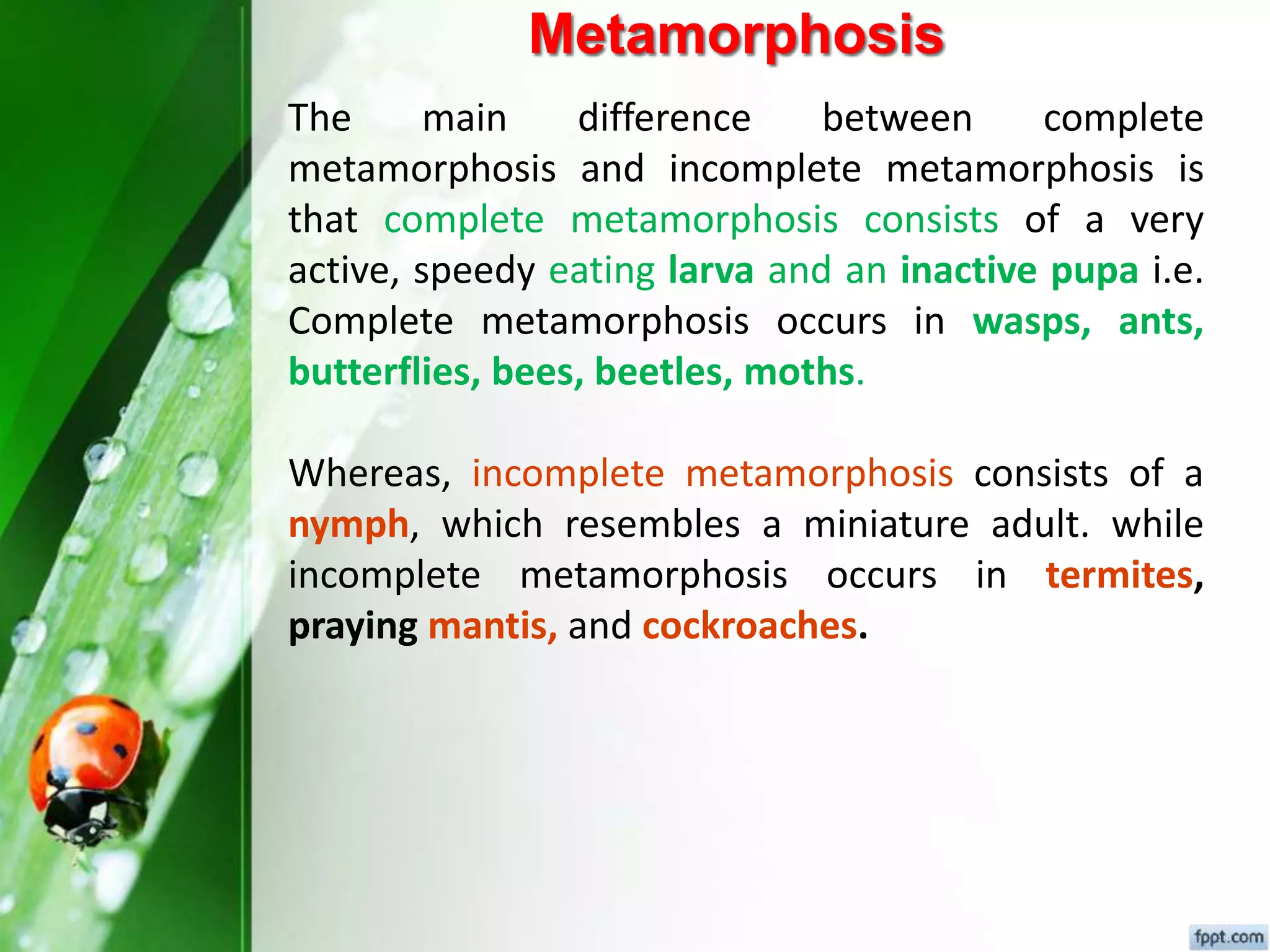 Fundamental of entomology Dr.Sunil Prajapati | PPTX
