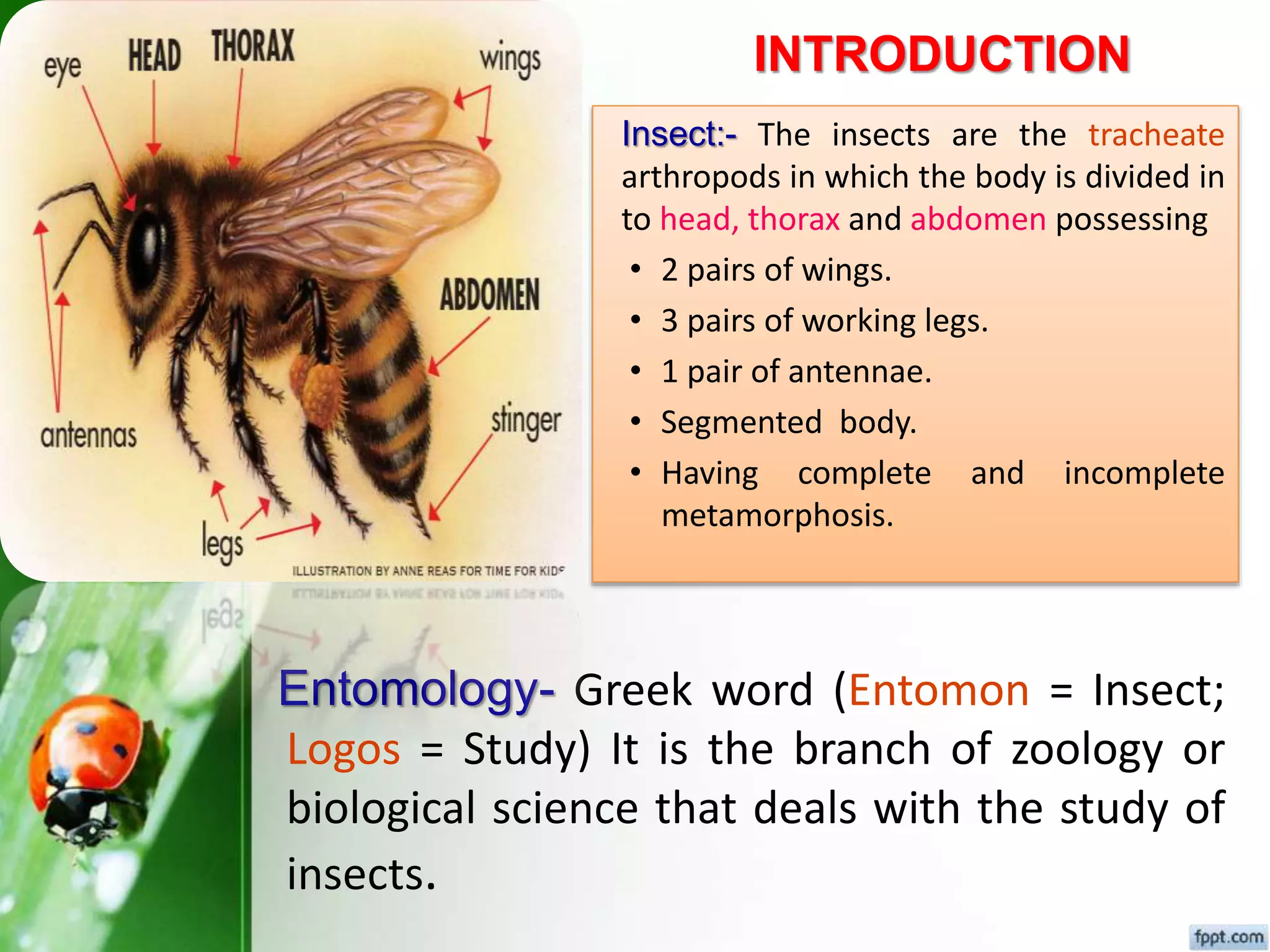 Fundamental of entomology Dr.Sunil Prajapati | PPTX