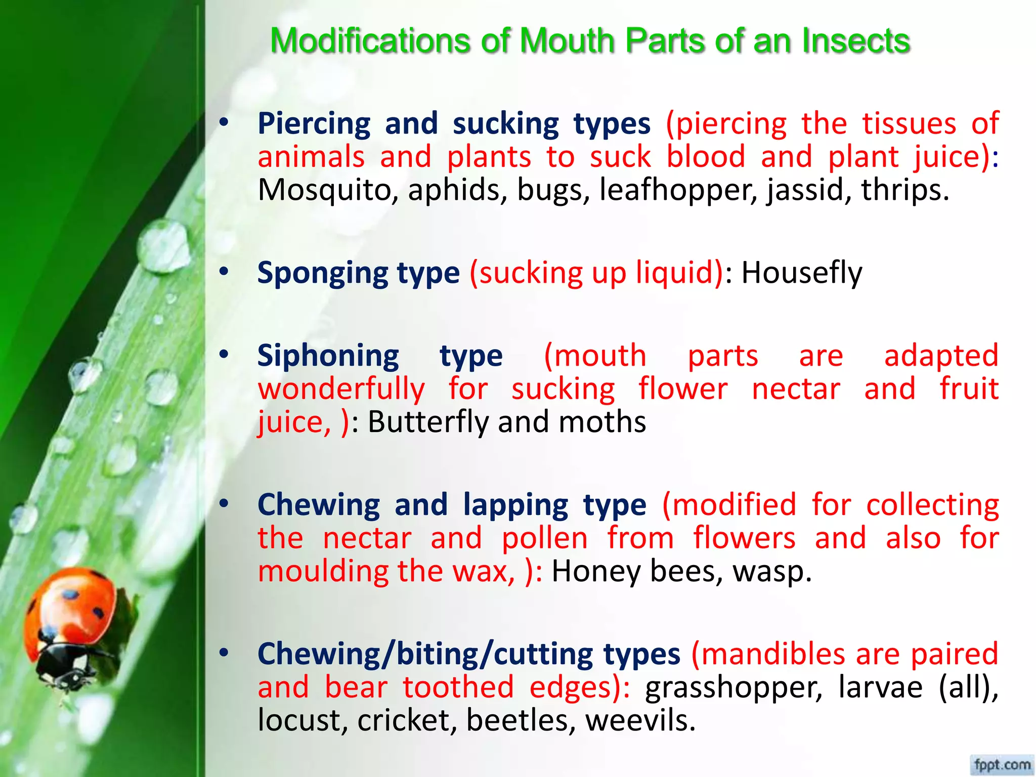 Fundamental of entomology Dr.Sunil Prajapati | PPTX
