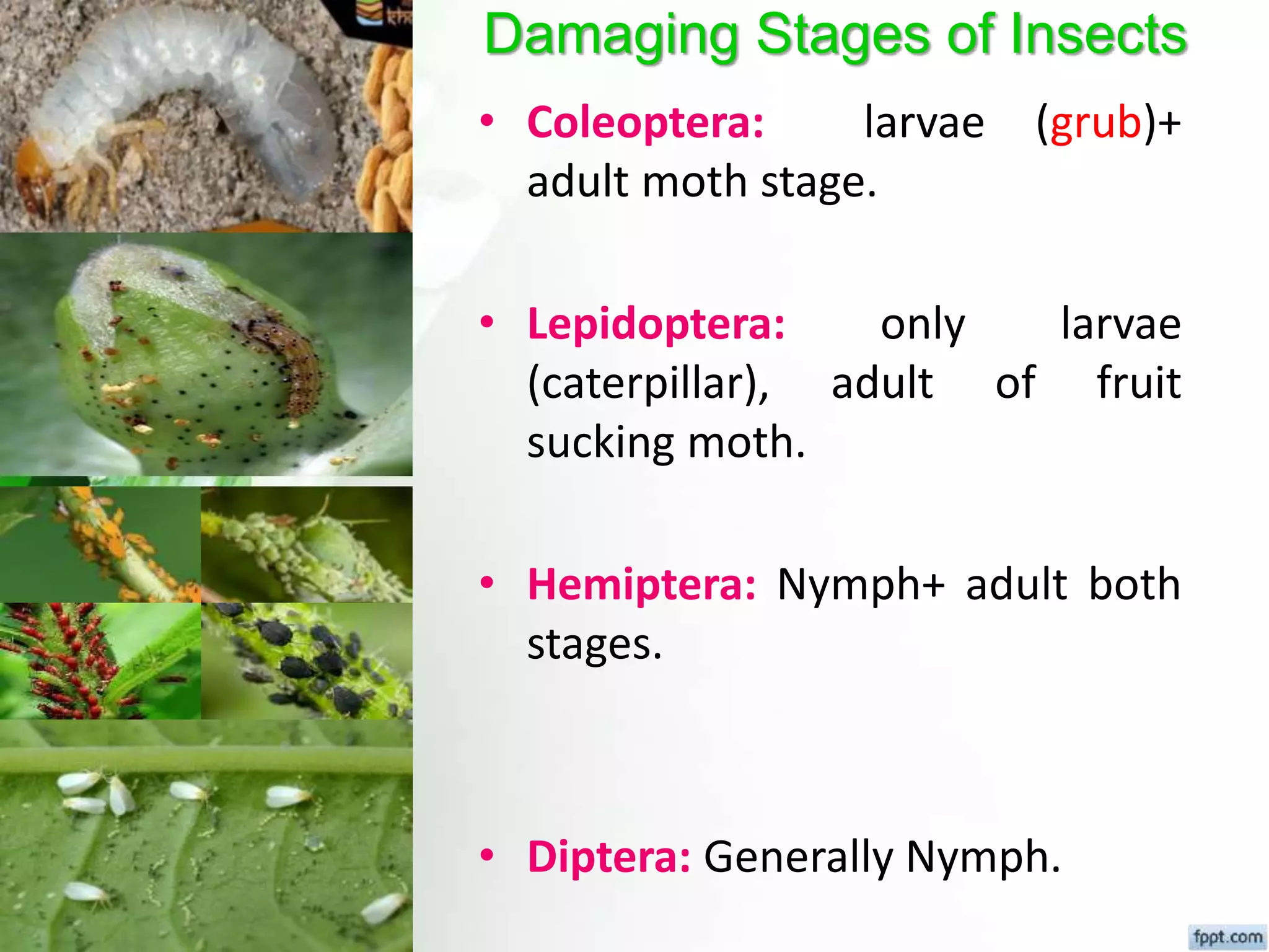 Fundamental of entomology Dr.Sunil Prajapati | PPTX