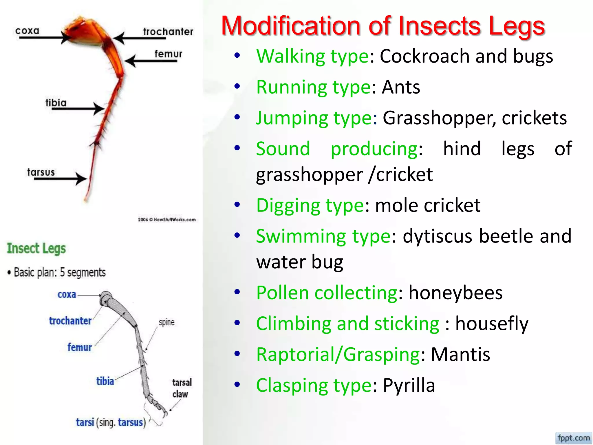 Fundamental of entomology Dr.Sunil Prajapati | PPTX