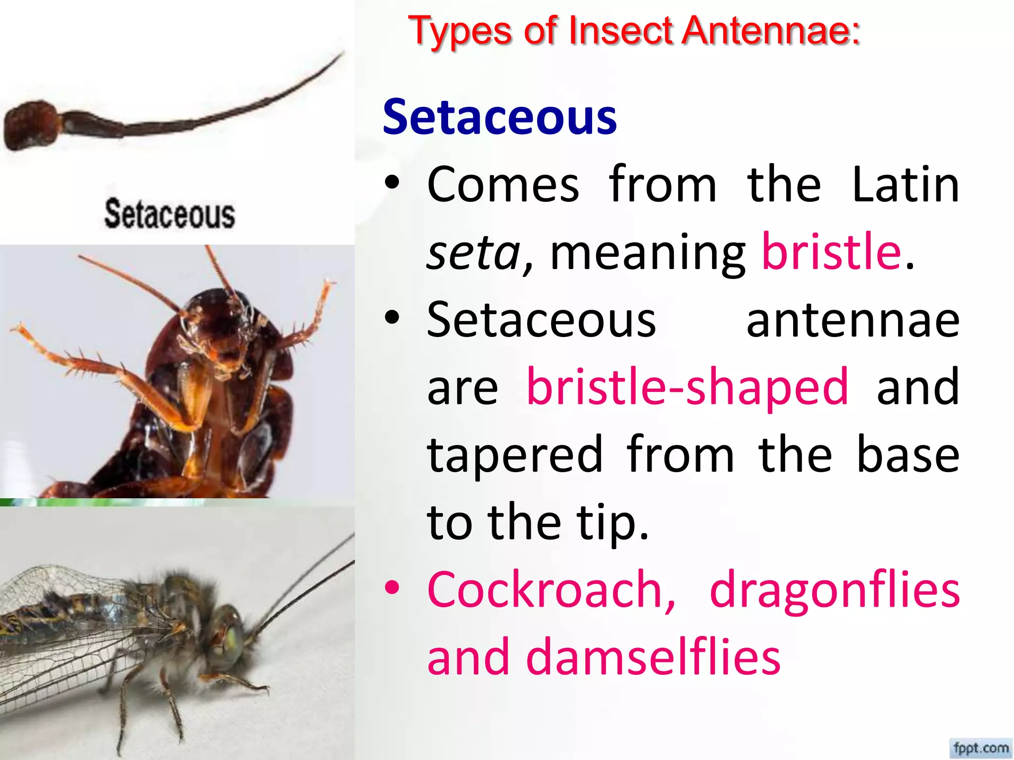 Fundamental of entomology Dr.Sunil Prajapati | PPTX