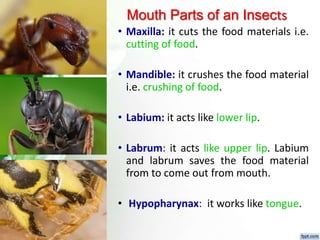 Fundamental of entomology Dr.Sunil Prajapati | PPTX