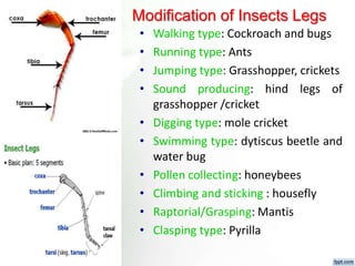 Fundamental of entomology Dr.Sunil Prajapati | PPTX