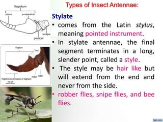 Fundamental of entomology Dr.Sunil Prajapati | PPTX