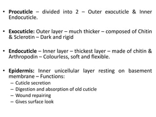 • Procuticle – divided into 2 – Outer exocuticle & Inner
Endocuticle.
• Exocuticle: Outer layer – much thicker – composed of Chitin
& Sclerotin – Dark and rigid
• Endocuticle – Inner layer – thickest layer – made of chitin &
Arthropodin – Colourless, soft and flexible.
• Epidermis: Inner unicellular layer resting on basement
membrane – Functions:
– Cuticle secretion
– Digestion and absorption of old cuticle
– Wound repairing
– Gives surface look
 