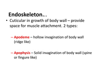 • Cuticular in growth of body wall – provide
space for muscle attachment. 2 types:
– Apodeme – hollow invagination of body wall
(ridge like)
– Apophysis – Solid invagination of body wall (spine
or fingure like)
Endoskeleton...
 