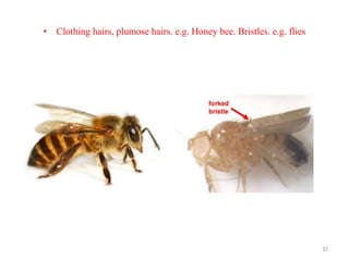 • Clothing hairs, plumose hairs. e.g. Honey bee. Bristles. e.g. flies
32
 