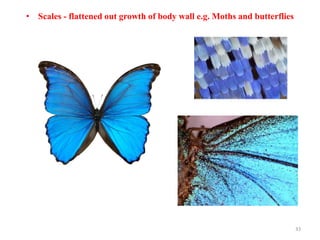 • Scales - flattened out growth of body wall e.g. Moths and butterflies
33
 