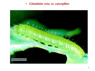 • Glandular seta. et. caterpillar
34
 