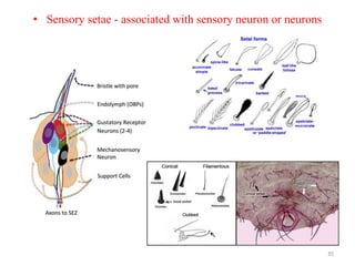• Sensory setae - associated with sensory neuron or neurons
35
 