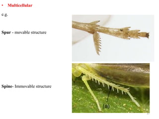 37
• Multicellular
e.g.
Spur - movable structure
Spine- Immovable structure
 