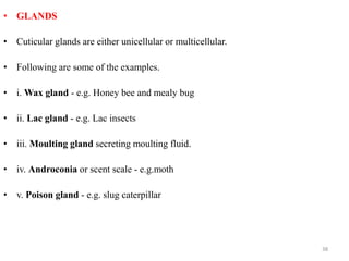 • GLANDS
• Cuticular glands are either unicellular or multicellular.
• Following are some of the examples.
• i. Wax gland - e.g. Honey bee and mealy bug
• ii. Lac gland - e.g. Lac insects
• iii. Moulting gland secreting moulting fluid.
• iv. Androconia or scent scale - e.g.moth
• v. Poison gland - e.g. slug caterpillar
38
 