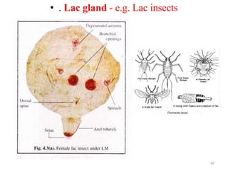 • . Lac gland - e.g. Lac insects
40
 
