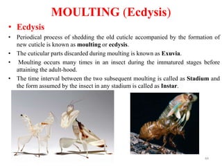 MOULTING (Ecdysis)
• Ecdysis
• Periodical process of shedding the old cuticle accompanied by the formation of
new cuticle is known as moulting or ecdysis.
• The cuticular parts discarded during moulting is known as Exuvia.
• Moulting occurs many times in an insect during the immatured stages before
attaining the adult-hood.
• The time interval between the two subsequent moulting is called as Stadium and
the form assumed by the insect in any stadium is called as Instar.
44
 