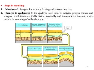 • Steps in moulting
1. Behaviroual changes: Larva stops feeding and become inactive.
2. Changes in epidermis: In the epidermis cell size, its activity, protein content and
enzyme level increases. Cells divide miotically and increases the tension, which
results in loosening of cells of cuticle.
45
 
