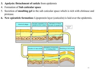 3. Apolysis: Detachment of cuticle from epidermis
4. Formation of Sub cuticular space
5. Secretion of moulting gel in the sub cuticular space which is rich with chitinase and
protease.
6. New epicuticle formation: Lipoprotein layer (cuticulin) is laid over the epidermis.
46
 