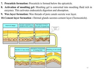 7. Procuticle formation: Procuticle is formed below the epicuticle.
8. Activation of moulting gel: Moulting gel is converted into moulting fluid rich in
enzymes. This activates endocuticle digestion and absorption.
9. Wax layer formation: Wax threads of pore canals secrete wax layer.
10.Cement layer formation : Dermal glands secretes cement layer (Tectocuticle).
47
 