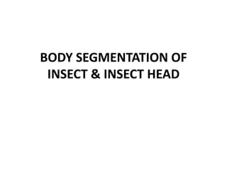 BODY SEGMENTATION OF
INSECT & INSECT HEAD
 