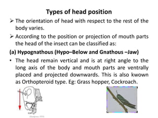 Types of head position
 The orientation of head with respect to the rest of the
body varies.
 According to the position or projection of mouth parts
the head of the insect can be classified as:
(a) Hypognathous (Hypo–Below and Gnathous –Jaw)
• The head remain vertical and is at right angle to the
long axis of the body and mouth parts are ventrally
placed and projected downwards. This is also kwown
as Orthopteroid type. Eg: Grass hopper, Cockroach.
 