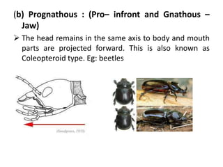 (b) Prognathous : (Pro– infront and Gnathous –
Jaw)
 The head remains in the same axis to body and mouth
parts are projected forward. This is also known as
Coleopteroid type. Eg: beetles
 