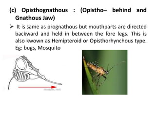 (c) Opisthognathous : (Opistho– behind and
Gnathous Jaw)
 It is same as prognathous but mouthparts are directed
backward and held in between the fore legs. This is
also kwown as Hemipteroid or Opisthorhynchous type.
Eg: bugs, Mosquito
 