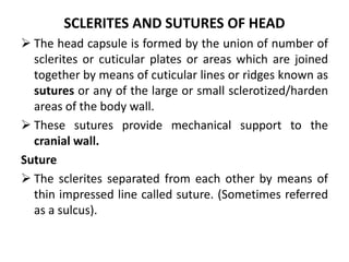 SCLERITES AND SUTURES OF HEAD
 The head capsule is formed by the union of number of
sclerites or cuticular plates or areas which are joined
together by means of cuticular lines or ridges known as
sutures or any of the large or small sclerotized/harden
areas of the body wall.
 These sutures provide mechanical support to the
cranial wall.
Suture
 The sclerites separated from each other by means of
thin impressed line called suture. (Sometimes referred
as a sulcus).
 