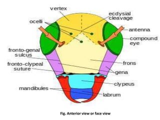 Fig. Anterior view or face view
 