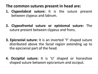 The common sutures present in head are:
1. Clypeolabral suture: It is the suture present
between clypeus and labrum.
2. Clypeofrontal suture or epistomal suture: The
suture present between clypeus and frons.
3. Epicranial suture: It is an inverted ‘Y’ shaped suture
distributed above the facial region extending up to
the epicranial part of the head.
4. Occipital suture: It is ‘U’ shaped or horseshoe
shaped suture between epicranium and occiput.
 