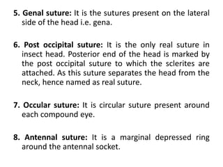 5. Genal suture: It is the sutures present on the lateral
side of the head i.e. gena.
6. Post occipital suture: It is the only real suture in
insect head. Posterior end of the head is marked by
the post occipital suture to which the sclerites are
attached. As this suture separates the head from the
neck, hence named as real suture.
7. Occular suture: It is circular suture present around
each compound eye.
8. Antennal suture: It is a marginal depressed ring
around the antennal socket.
 