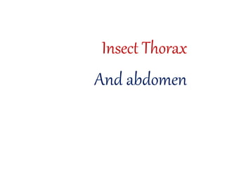 Insect Thorax
And abdomen
 