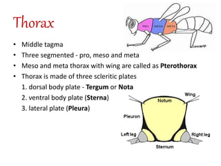 Thorax
• Middle tagma
• Three segmented - pro, meso and meta
• Meso and meta thorax with wing are called as Pterothorax
• Thorax is made of three scleritic plates
1. dorsal body plate - Tergum or Nota
2. ventral body plate (Sterna)
3. lateral plate (Pleura)
 