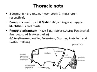 Thoracic nota
• 3 segments - pronotum, mesonotum & metanotum
respectively
• Pronotum - undivided & Saddle shaped in grass hopper,
Shield like in cockroach
• Pterothoracic notum - have 3 transverse sutures (Antecostal,
Pre scutal and Scuto-scutellar)
&5 tergites(Acrotergite, Prescutum, Scutum, Scutellum and
Post-scutellum)
 