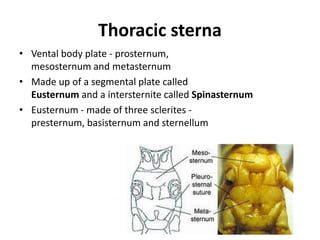 Thoracic sterna
• Vental body plate - prosternum,
mesosternum and metasternum
• Made up of a segmental plate called
Eusternum and a intersternite called Spinasternum
• Eusternum - made of three sclerites -
presternum, basisternum and sternellum
 