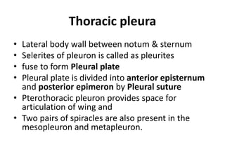 Thoracic pleura
• Lateral body wall between notum & sternum
• Selerites of pleuron is called as pleurites
• fuse to form Pleural plate
• Pleural plate is divided into anterior episternum
and posterior epimeron by Pleural suture
• Pterothoracic pleuron provides space for
articulation of wing and
• Two pairs of spiracles are also present in the
mesopleuron and metapleuron.
 