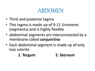ABDOMEN
• Third and posterior tagma
• This tagma is made up of 9-11 Uromeres
(segments) and is highly flexible
• abdominal segments are interconnected by a
membrane called conjunctiva
• Each abdominal segment is made up of only
two sclerite
1. Tergum 2. Sternum
 