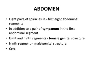 ABDOMEN
• Eight pairs of spiracles in - first eight abdominal
segments
• in addition to a pair of tympanum in the first
abdominal segment
• Eight and ninth segments - female genital structure
• Ninth segment - male genital structure.
• Cerci
 