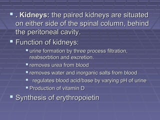  . Kidneys:. Kidneys: the paired kidneys are situatedthe paired kidneys are situated
on either side of the spinal column, behindon either side of the spinal column, behind
the peritoneal cavity.the peritoneal cavity.
 Function of kidneys:Function of kidneys:
 urine formation by three process filtration,urine formation by three process filtration,
reabsorbtion and excretion.reabsorbtion and excretion.
 removes urea from bloodremoves urea from blood
 removes water and inorganic salts from bloodremoves water and inorganic salts from blood
 regulates blood acid/base by varying pH of urineregulates blood acid/base by varying pH of urine
 Production of vitamin DProduction of vitamin D
 Synthesis of erythropoietinSynthesis of erythropoietin
 