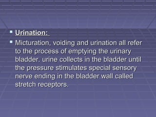  Urination:Urination:
 Micturation, voiding and urination all referMicturation, voiding and urination all refer
to the process of emptying the urinaryto the process of emptying the urinary
bladder. urine collects in the bladder untilbladder. urine collects in the bladder until
the pressure stimulates special sensorythe pressure stimulates special sensory
nerve ending in the bladder wall callednerve ending in the bladder wall called
stretch receptors.stretch receptors.
 