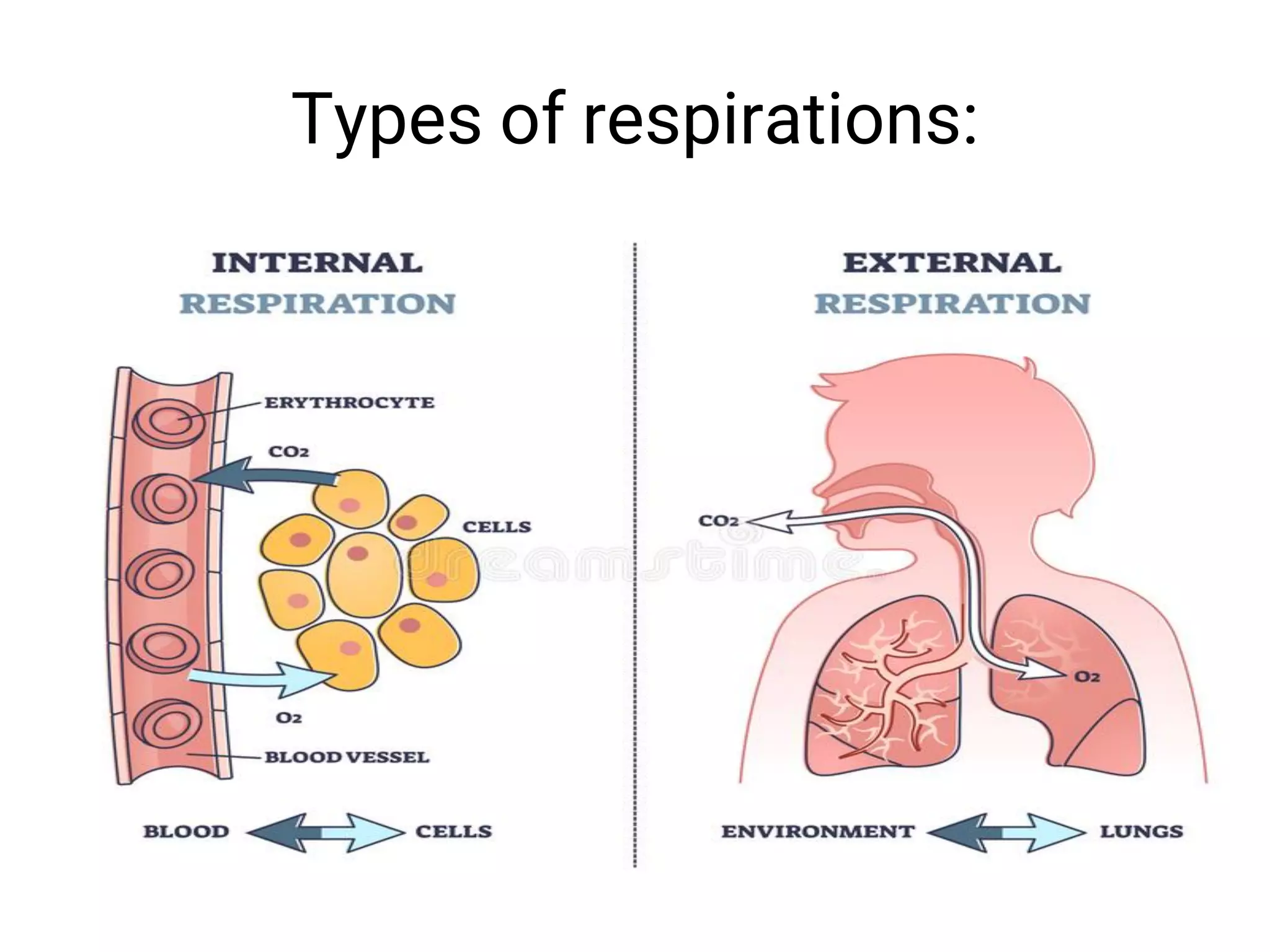 Types of respirations:
 
