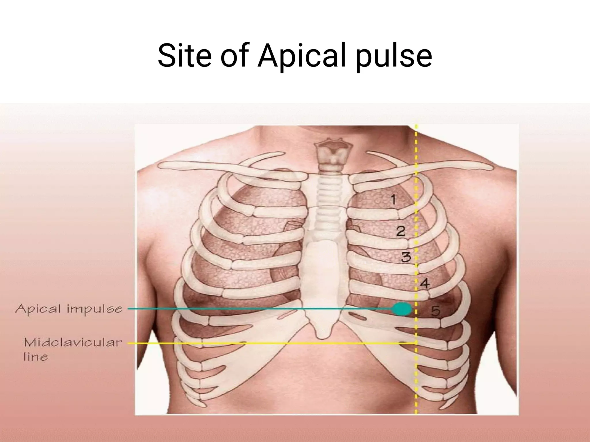 Site of Apical pulse
 