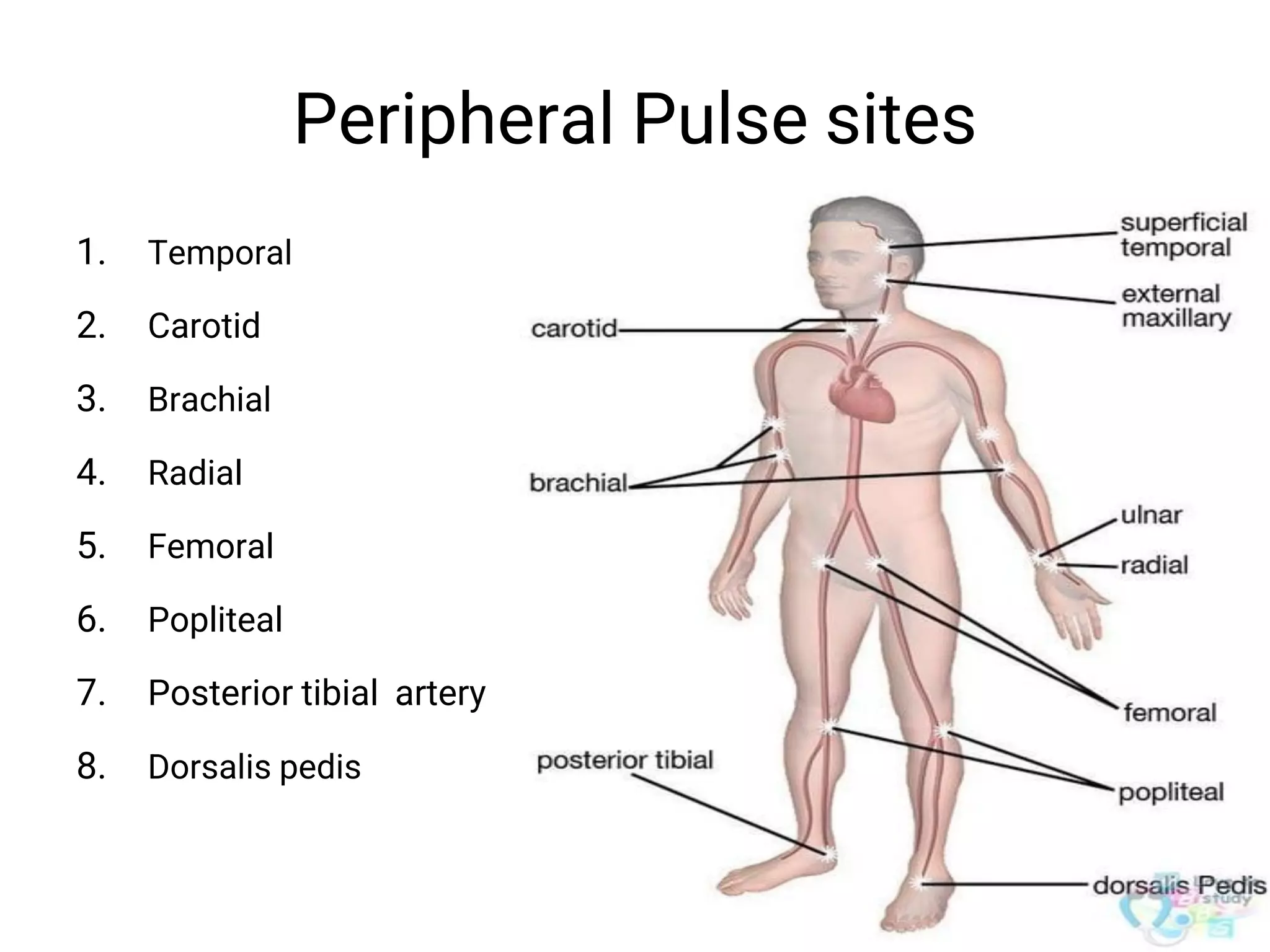 Peripheral Pulse sites
1. Temporal
2. Carotid
3. Brachial
4. Radial
5. Femoral
6. Popliteal
7. Posterior tibial artery
8. Dorsalis pedis
 