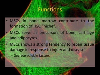 Fundamental of mesenchymal stem cells as a promising candidate in ...
