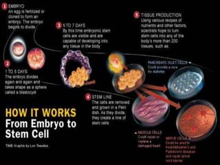 Fundamental of mesenchymal stem cells as a promising candidate in ...