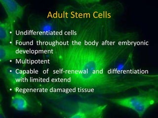 Fundamental of mesenchymal stem cells as a promising candidate in ...