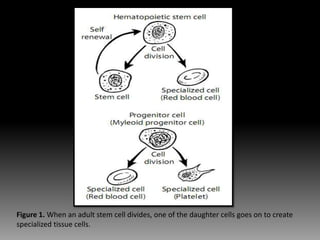 Fundamental of mesenchymal stem cells as a promising candidate in ...