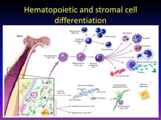 Fundamental of mesenchymal stem cells as a promising candidate in ...