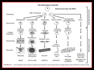 Fundamental of mesenchymal stem cells as a promising candidate in ...
