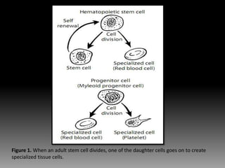 Type of Adult Stem Cells

•   Hematopoietic   •   Endothelial
•   Mammary         •   Olfactory
•   Mesenchymal     •   Ne...